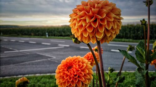 Close-up of orange flower blooming by road against sky