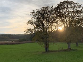 Trees on field against sky