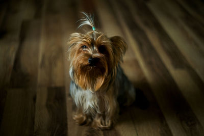 Portrait of dog on hardwood floor