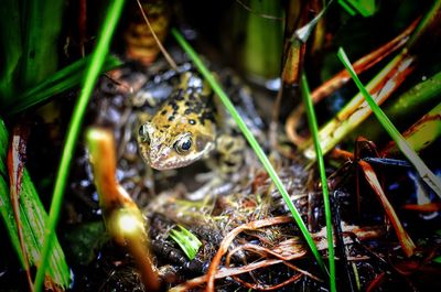 Close-up of snake on plant