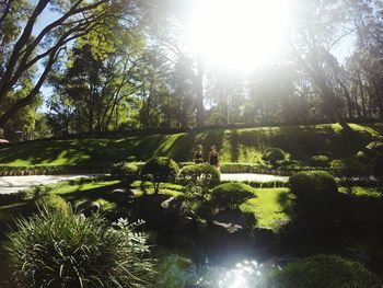 Scenic view of river amidst trees in forest