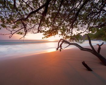 Trees on beach against sky during sunset