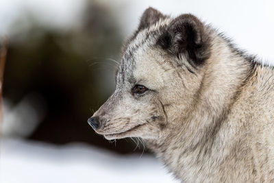 Close-up of dog during winter