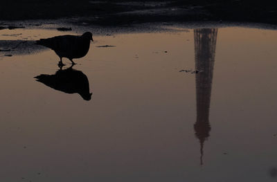 Bird perching on lake during sunset