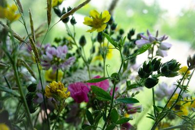 Close-up of purple flowering plants