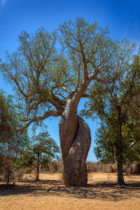 tree