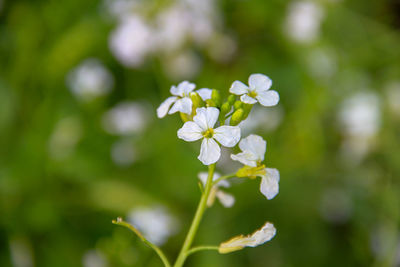 Close-up of white flowering plant