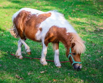 Horses grazing in a field