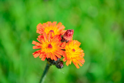 Close-up of bee on flower