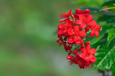 Close-up of red wet flowers blooming in park