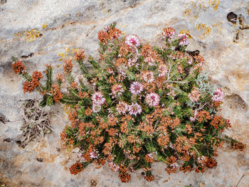 High angle view of flowering plants on wall