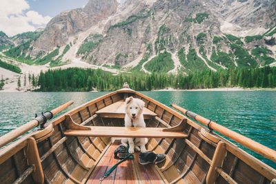 Dog on a boat. 