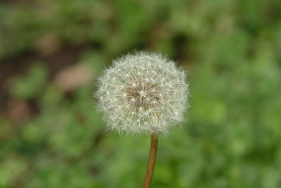 Close-up of dandelion flower