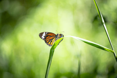 Close-up of butterfly pollinating flower