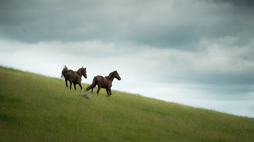 Horses in a field