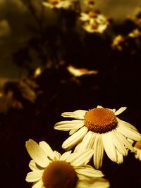 Close-up of daisy flowers