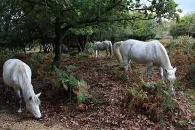 Horses grazing in a field