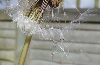 Close-up of spider web