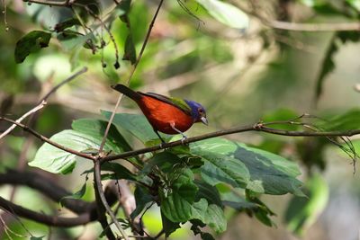 Close-up of bird perching on tree