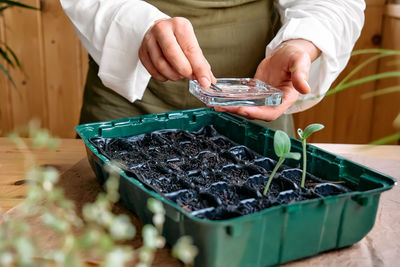Hand's of woman sowing germinated seeds in mini greenhouse at home. home leisure growing seedlings