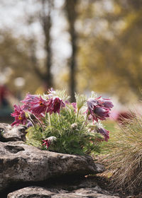 Close-up of pink flowering plant