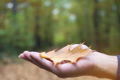 Close-up of hand holding leaf