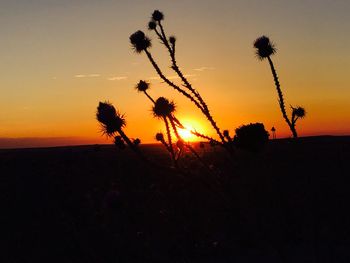 Silhouette of plants at sunset