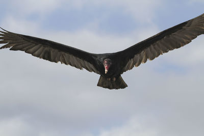 Low angle view of eagle flying in sky