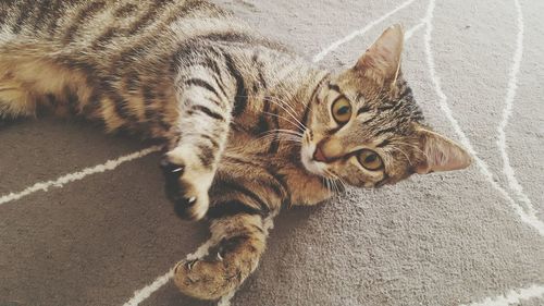 Close-up of cat lying on floor