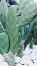 Close-up of raindrops on succulent plant