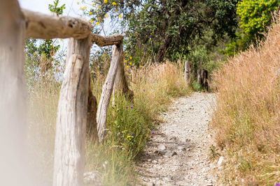 Dirt road amidst plants against sky