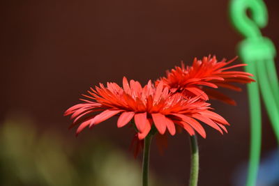 Close-up of red flowering plant