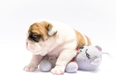 Close-up of a dog over white background