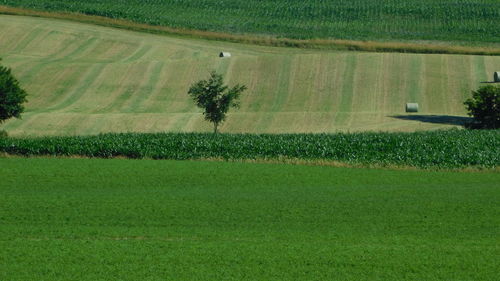 Scenic view of agricultural field