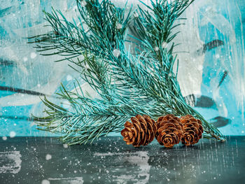 Close-up of pine cone on glass window