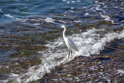 High angle view of bird on beach