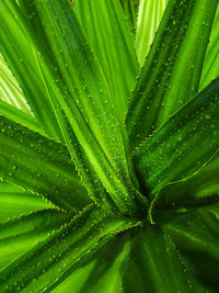 Full frame shot of wet plant