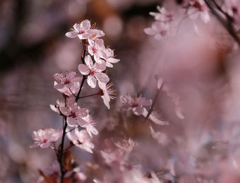 Close-up of pink flowers on tree