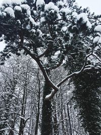 Low angle view of trees during winter