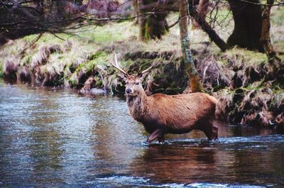 Animal in pond