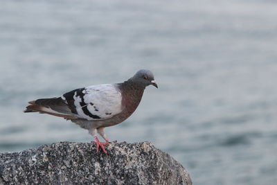 Close-up of pigeon perching on rock against sea.