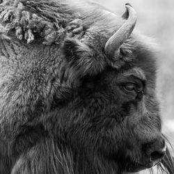 Close-up of a european bison black and white