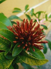 Close-up of flowers