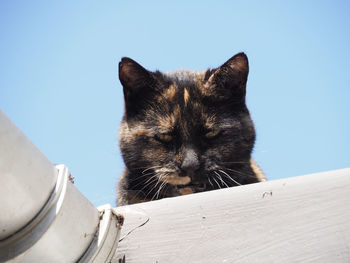 Low angle view of a cat against the sky