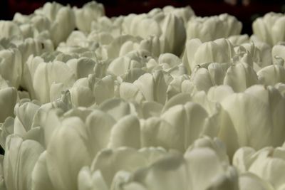 Full frame shot of white flowers