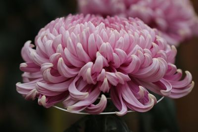 Close-up of pink dahlia