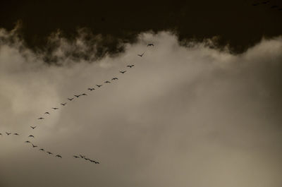 Low angle view of birds flying against sky