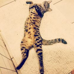 Close-up of cat relaxing on floor