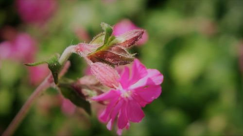 Close-up of pink flowering plant