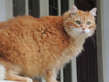 Alert cat on window